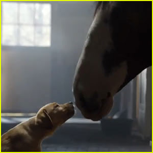 budweiser-puppy-love-super-bowl-commercial-2014