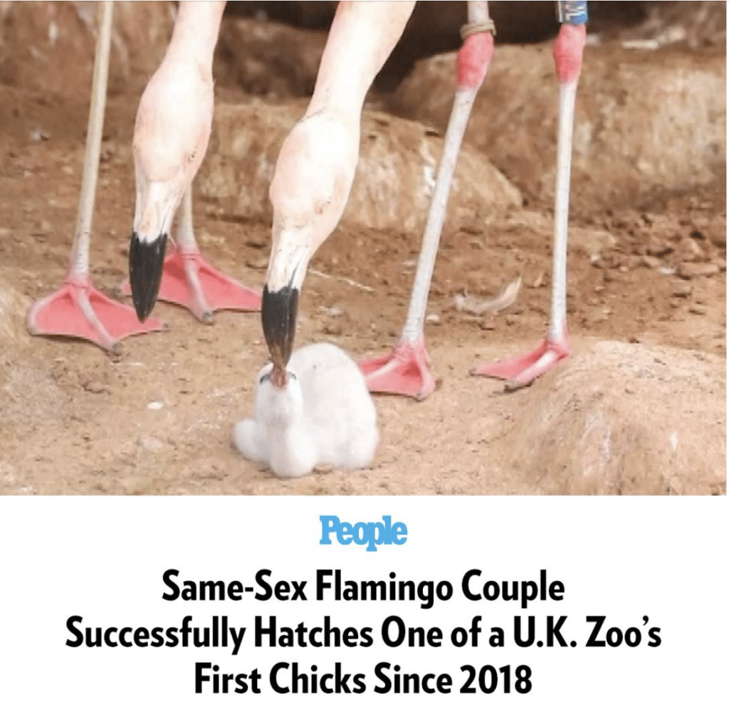 same sex flamingos having babies 